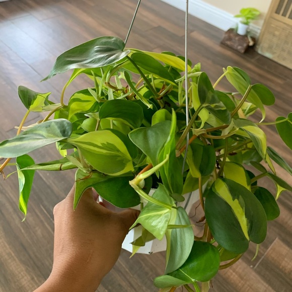 Other - Brazilian philodendron